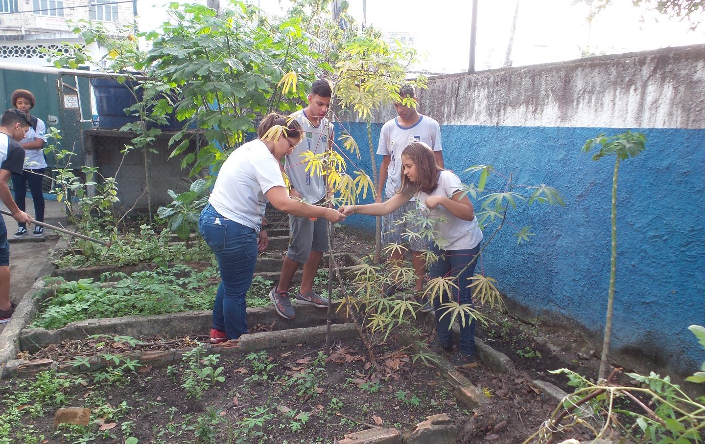 Alunos do Colégio Estadual Brigadeiro Schorcht, na Taquara, colhem as verduras plantadas por eles. Foto Elizabeth Oliveira