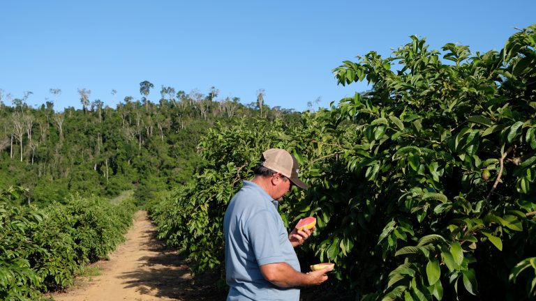 Tecnologia é aliada do uso consciente da água em lavoura no Espírito Santo