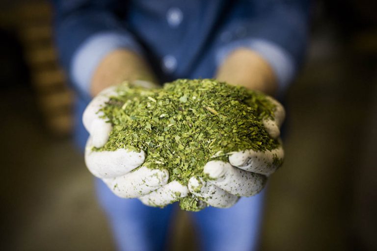 A erva-mate processada: com o uso de energia solar o gasto é reduzido (Foto Fábio Seixo/Coca-Cola-Brasil)