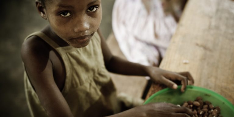 A proliferação de insetos, provocada pelo aquecimento global, resultará em danos significativos para as colheitas de arroz, trigo e milho. Foto Stophungertogether,