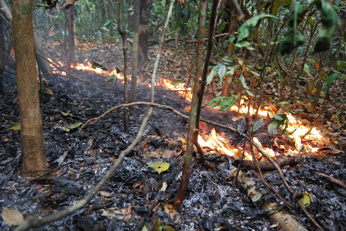 Incêndio florestal em 2015, na região de Santarém, Pará (Foto Erika Berenguer)