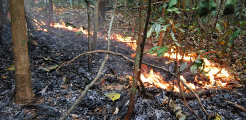 Incêndio florestal em 2015, na região de Santarém, Pará (Foto Erika Berenguer)