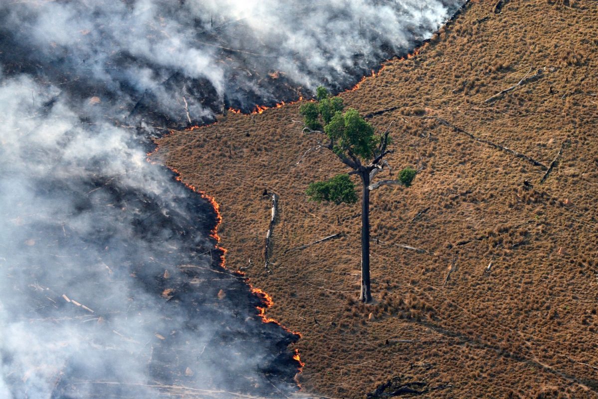 Incêndios em florestas tropicais úmidas podem reduzir significativamente a biomassa florestal por décadas. Foto Rodrigo Baleia