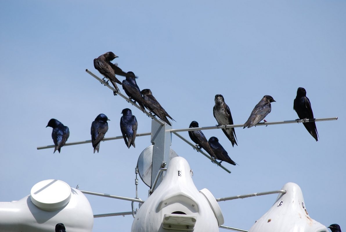 Amazônia: as primeiras antenas de monitoramento de aves foram instaladas em uma torre de 42 metros de altura sobre a floresta (Foto: Purple Martin Conservation Association)