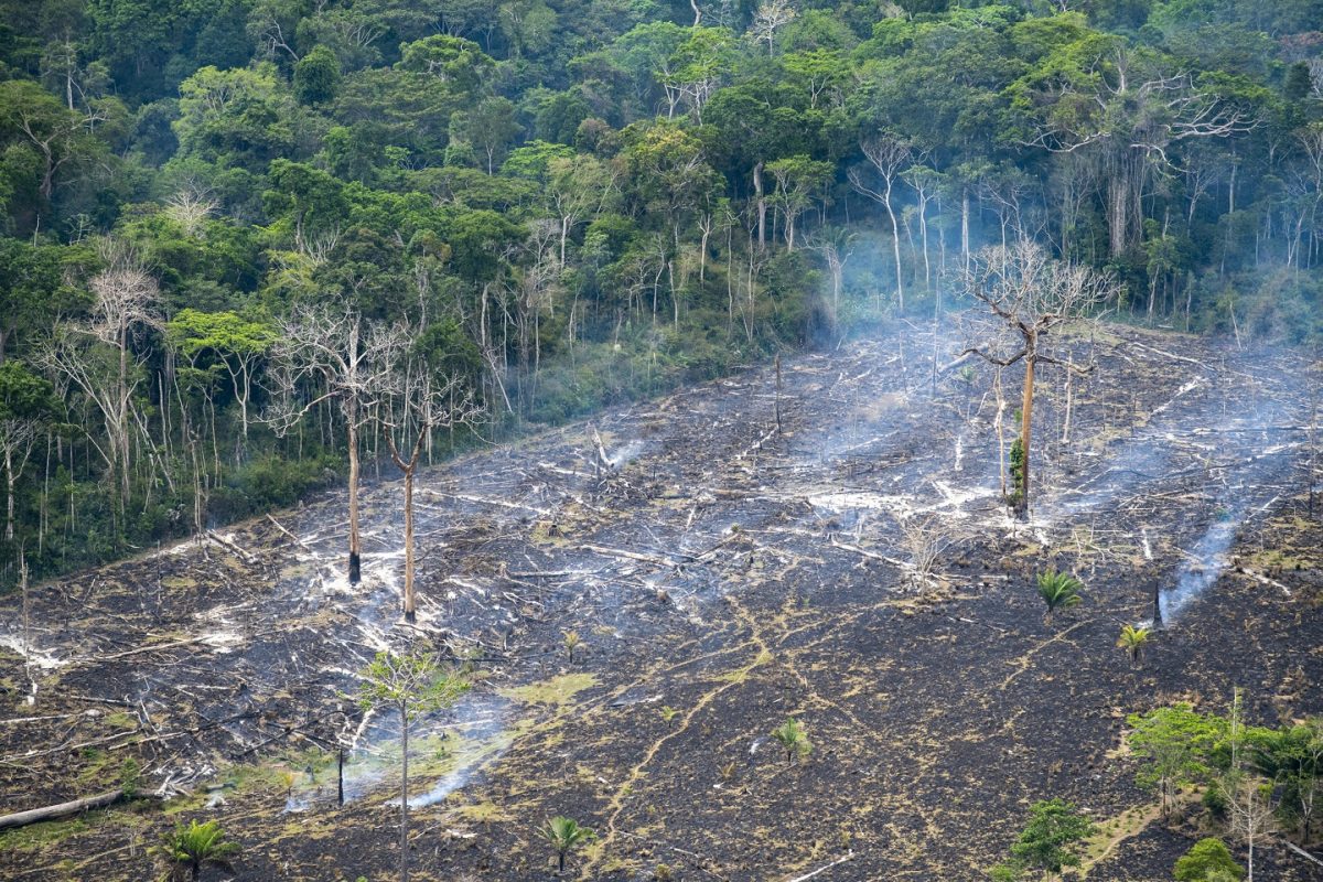 Área de desmatamento ilegal, em Marabá, no Pará. Reflorestamento é uma oportunidade para as empresas. Foto Notimex.