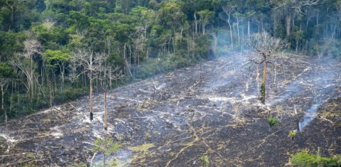 Área de desmatamento ilegal, em Marabá, no Pará. Reflorestamento é uma oportunidade para as empresas. Foto Notimex.