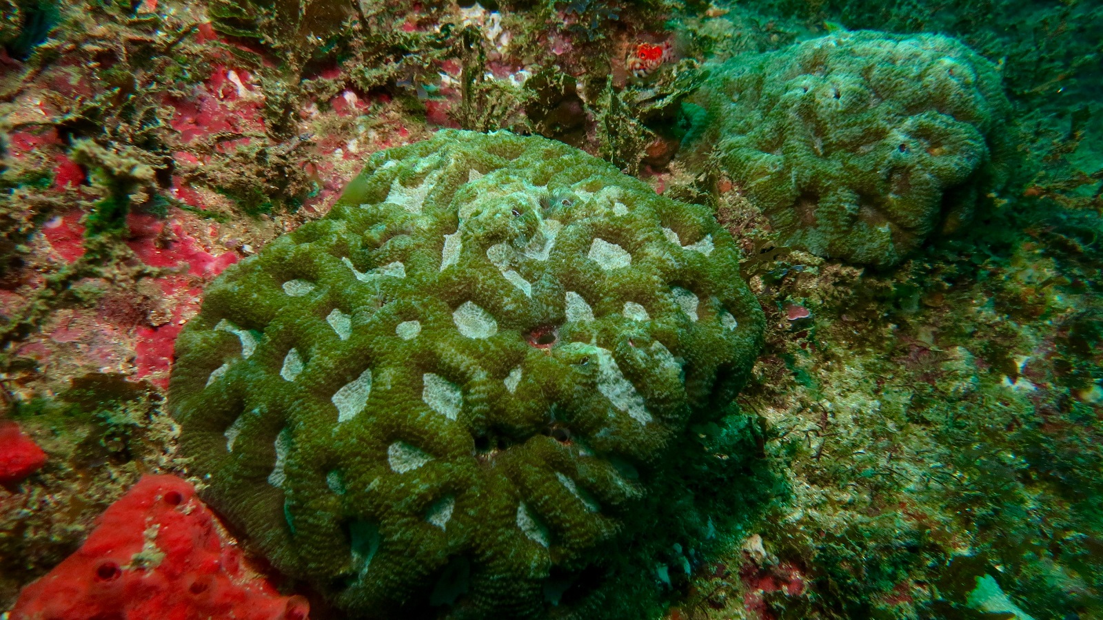 Uma das espécies de coral, conhecido como "cérebro saudável". Foto Arquivo BrBio