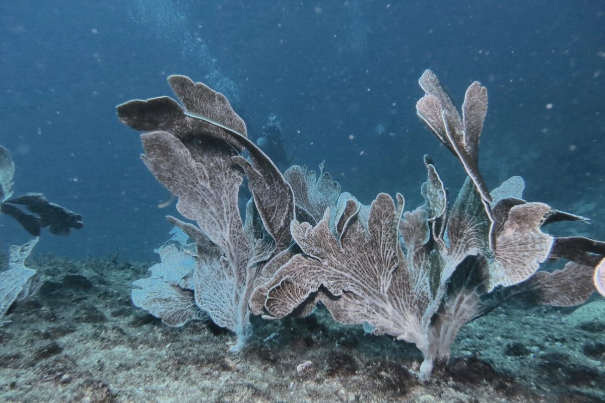 Os corais despertam curiosidade e encantamento, mas nem sempre são compreendidos. Foto Arquivo BrBio