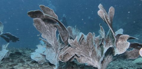 Os corais despertam curiosidade e encantamento, mas nem sempre são compreendidos. Foto Arquivo BrBio