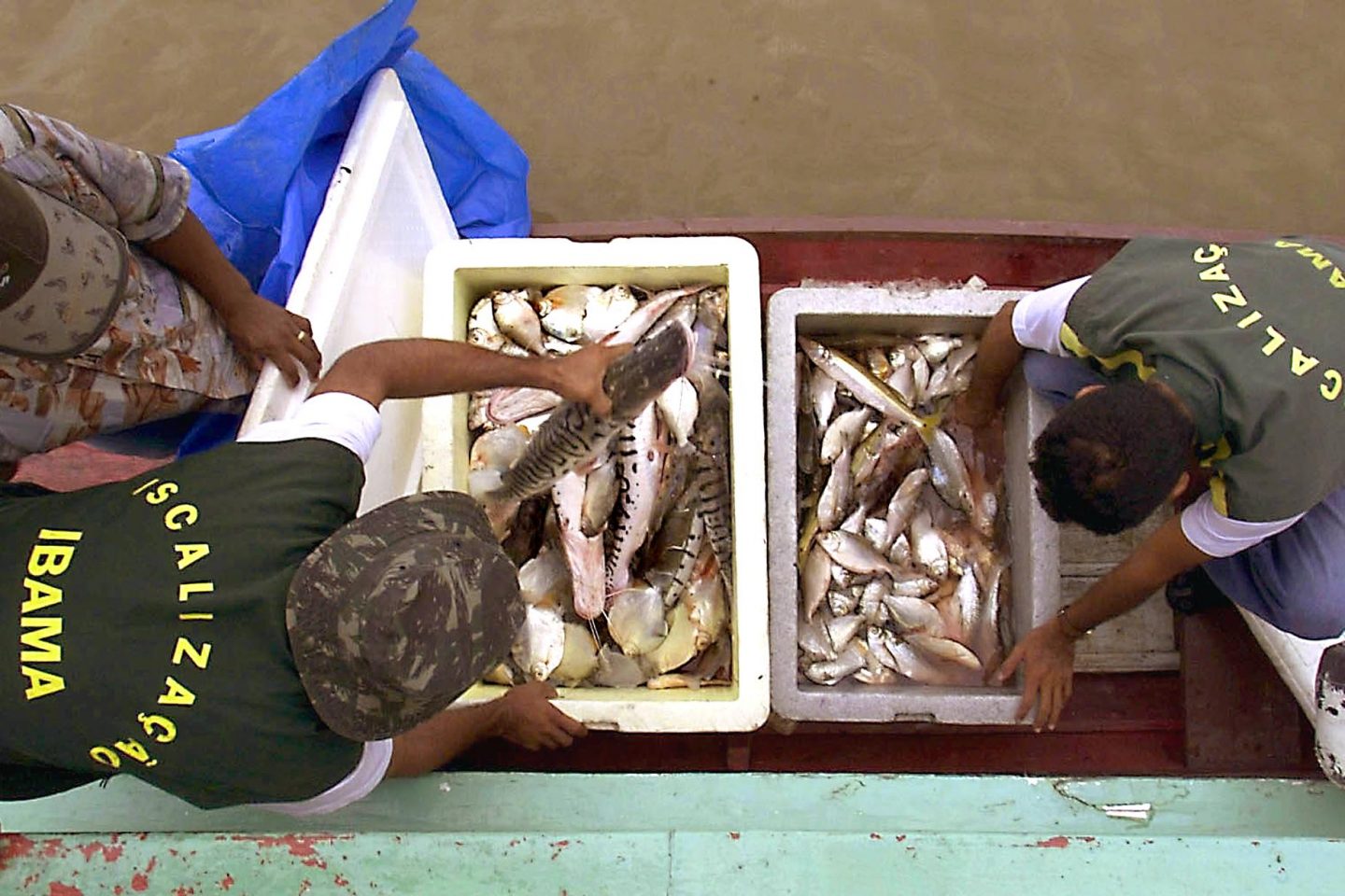 Agents of the Instituto Brasileno de Medio Ambiente (IBAMA) inspect a boat of indigenous brazilian Ticunas, 28 October 2000, in Rio Javari, on the border with Peru, and in front of the city of Tabatinga, Brazil. The IBAMA controls fishing in the region in order to prevent extinction.AFP PHOTO/Antonio SCORZA Agentes deI Instituto Brasileno de Medio Ambiente (IBAMA) inspeccionan a un barco de indigenas brasilenos Ticunas, el 28 de octubre de 2000 en el Rio Javari, en la frontera fluvial con Peru, y frente a la ciudad de Tabatinga, en la Amazonia, Brasil. El IBAMA trata de controlar la pesca en la region preservando especimenes como el Tucunare (en la foto), caracterisico de estas aguas, amenazado de extincion. AFP PHOTO/Antonio SCORZA (Photo by ANTONIO SCORZA / AFP)Agents of the Instituto Brasileno de Medio Ambiente (IBAMA) inspect a boat of indigenous brazilian Ticunas, 28 October 2000, in Rio Javari, on the border with Peru, and in front of the city of Tabatinga, Brazil. The IBAMA controls fishing in the region in order to prevent extinction.AFP PHOTO/Antonio SCORZA Agentes deI Instituto Brasileno de Medio Ambiente (IBAMA) inspeccionan a un barco de indigenas brasilenos Ticunas, el 28 de octubre de 2000 en el Rio Javari, en la frontera fluvial con Peru, y frente a la ciudad de Tabatinga, en la Amazonia, Brasil. El IBAMA trata de controlar la pesca en la region preservando especimenes como el Tucunare (en la foto), caracterisico de estas aguas, amenazado de extincion. AFP PHOTO/Antonio SCORZA (Photo by ANTONIO SCORZA / AFP)