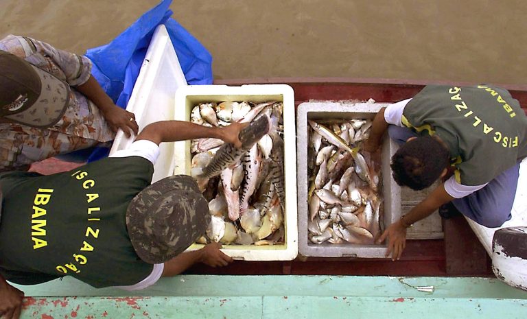 Agents of the Instituto Brasileno de Medio Ambiente (IBAMA) inspect a boat of indigenous brazilian Ticunas, 28 October 2000, in Rio Javari, on the border with Peru, and in front of the city of Tabatinga, Brazil. The IBAMA controls fishing in the region in order to prevent extinction.AFP PHOTO/Antonio SCORZA Agentes deI Instituto Brasileno de Medio Ambiente (IBAMA) inspeccionan a un barco de indigenas brasilenos Ticunas, el 28 de octubre de 2000 en el Rio Javari, en la frontera fluvial con Peru, y frente a la ciudad de Tabatinga, en la Amazonia, Brasil. El IBAMA trata de controlar la pesca en la region preservando especimenes como el Tucunare (en la foto), caracterisico de estas aguas, amenazado de extincion. AFP PHOTO/Antonio SCORZA (Photo by ANTONIO SCORZA / AFP)Agents of the Instituto Brasileno de Medio Ambiente (IBAMA) inspect a boat of indigenous brazilian Ticunas, 28 October 2000, in Rio Javari, on the border with Peru, and in front of the city of Tabatinga, Brazil. The IBAMA controls fishing in the region in order to prevent extinction.AFP PHOTO/Antonio SCORZA Agentes deI Instituto Brasileno de Medio Ambiente (IBAMA) inspeccionan a un barco de indigenas brasilenos Ticunas, el 28 de octubre de 2000 en el Rio Javari, en la frontera fluvial con Peru, y frente a la ciudad de Tabatinga, en la Amazonia, Brasil. El IBAMA trata de controlar la pesca en la region preservando especimenes como el Tucunare (en la foto), caracterisico de estas aguas, amenazado de extincion. AFP PHOTO/Antonio SCORZA (Photo by ANTONIO SCORZA / AFP)