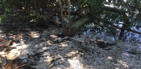 Milhares de pequenas savelhas mortas na Lagoa Rodrigo de Freitas. Foto Agostinho Vieira