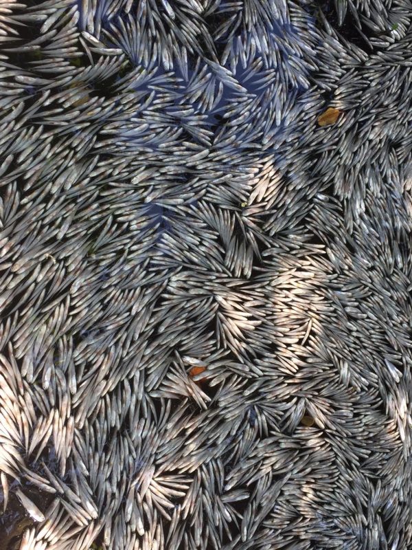 Mortandade de peixes, um problema crônico que a Prefeitura insiste em não resolver. Foto Agostinho Vieira