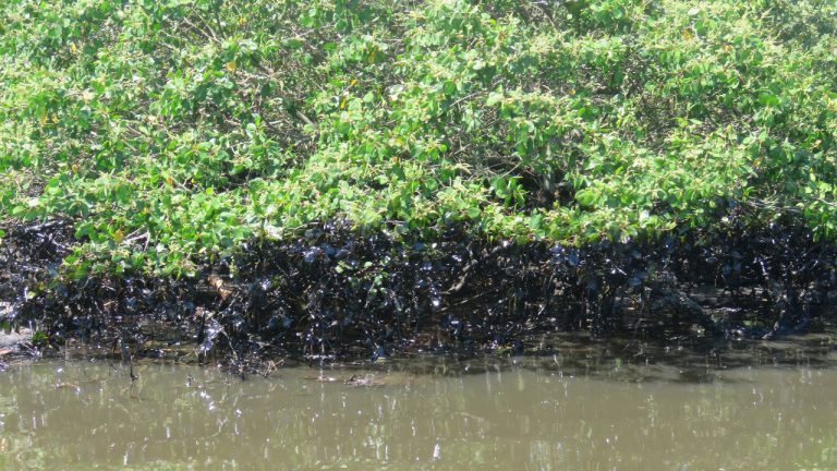 Manguezal atingido pelo vazamento de óleo da Transpetro (Foto IcmBio)