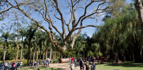 Inhotim: museu a céu aberto reúne arte contemporânea, jardim botânico e educação (Foto: Reprodução Instagram @inhotim)