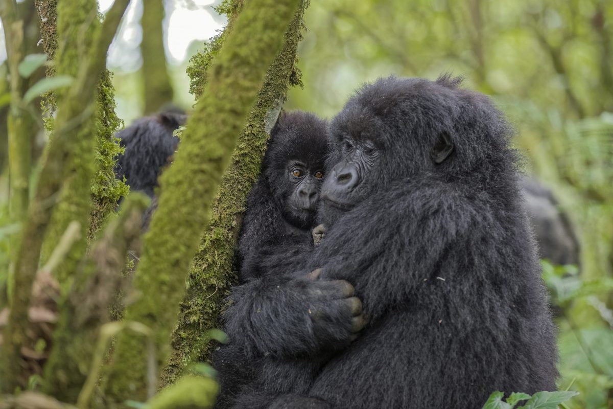 Gorilas-das-montanhas atraem turistas de alto luxo para Ruanda (Foto Fabrice Guerin/Biosphoto)