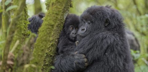 Gorilas-das-montanhas atraem turistas de alto luxo para Ruanda (Foto Fabrice Guerin/Biosphoto)