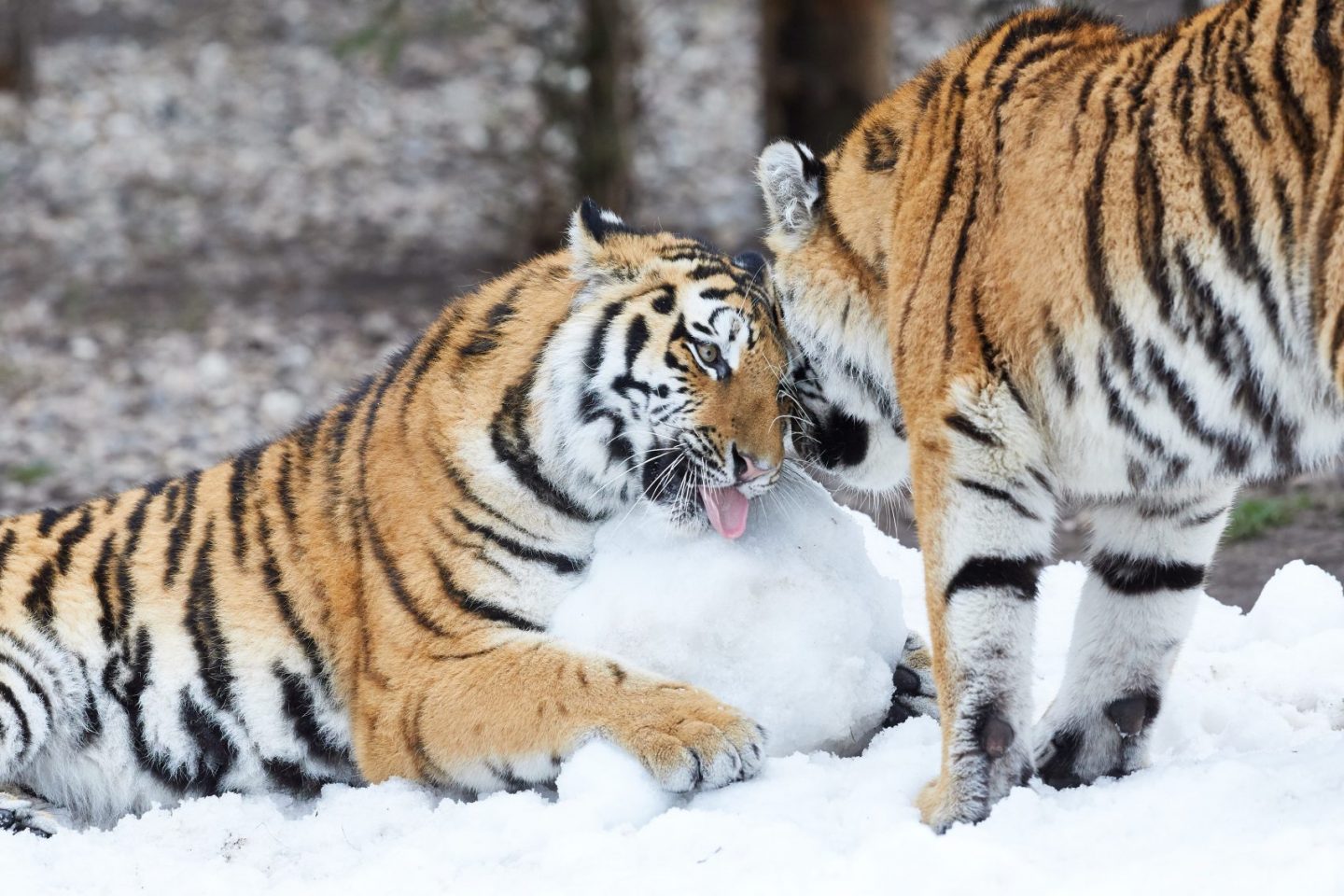 Tigres siberianos, uma das espécies ameaçadas de extinção pela ação predatória dos seres humanos e o aquecimento global: 25% dos mamíferos ameaçados de extinção (Foto: Georg Wendt/DPA)