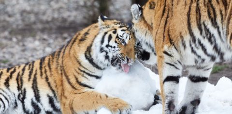 Tigres siberianos, uma das espécies ameaçadas de extinção pela ação predatória dos seres humanos e o aquecimento global: 25% dos mamíferos ameaçados de extinção (Foto: Georg Wendt/DPA)