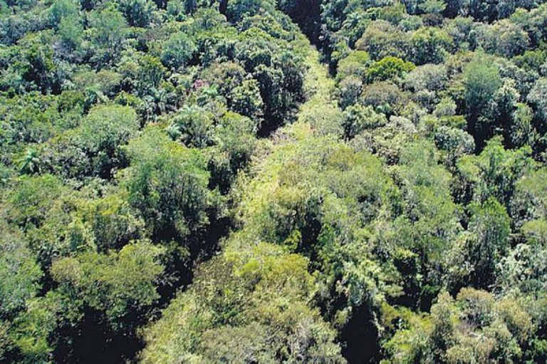 A Estrada do Colono, dentro do Parque Nacional do Iguaçu e fechada desde 2001: proposta de reabertura também reabre polêmica entre ambientalistas e moradores e empresários da região (Foto: ICMBio)