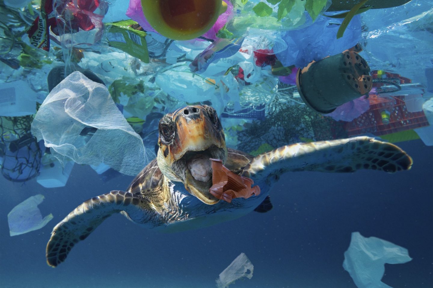 Estudos calculam em 2,5 milhões de dólares o prejuízo anual causado pelas 8 milhões de toneladas de plástico despejadas nos oceanos por ano. Foto Paulo Oliveira/Biosphoto