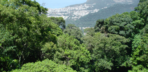 O Parque Nacional da Tijuca abriga maior floresta urbana do mundo, que fica na cidade onde o prefeito ignora o Dia Mundial do Meio Ambiente (Foto: ICMBio)