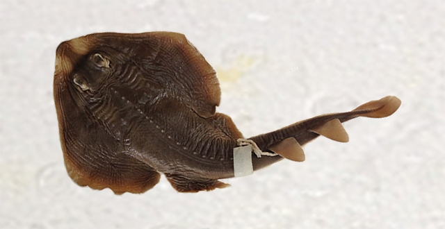 Raia-viola utilizada no estudo: sequenciamento de DNA de raias pescadas no Sudeste indica que mais da metade está em listas de espécies protegidas (Foto: Bruno Ferreti/Fapesp)