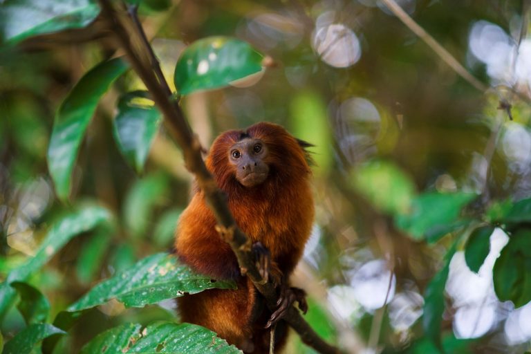 Mico-Leão Dourado em Poço das Antas: 20 mil mudas de Mata Atlântica serão plantadas para facilitar a circulação (Foto: Divulgação)
