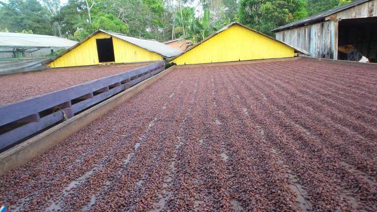 Amêndoas de cacau secam ao sol em uma fazenda de Medicilândia. Foto Elizabeth Oliveira