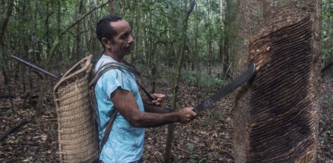 Extração de borracha em Riozinho do Anfrízio. Foto Rogério Assis/ISA