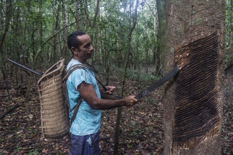 Extração de borracha em Riozinho do Anfrízio. Foto Rogério Assis/ISA