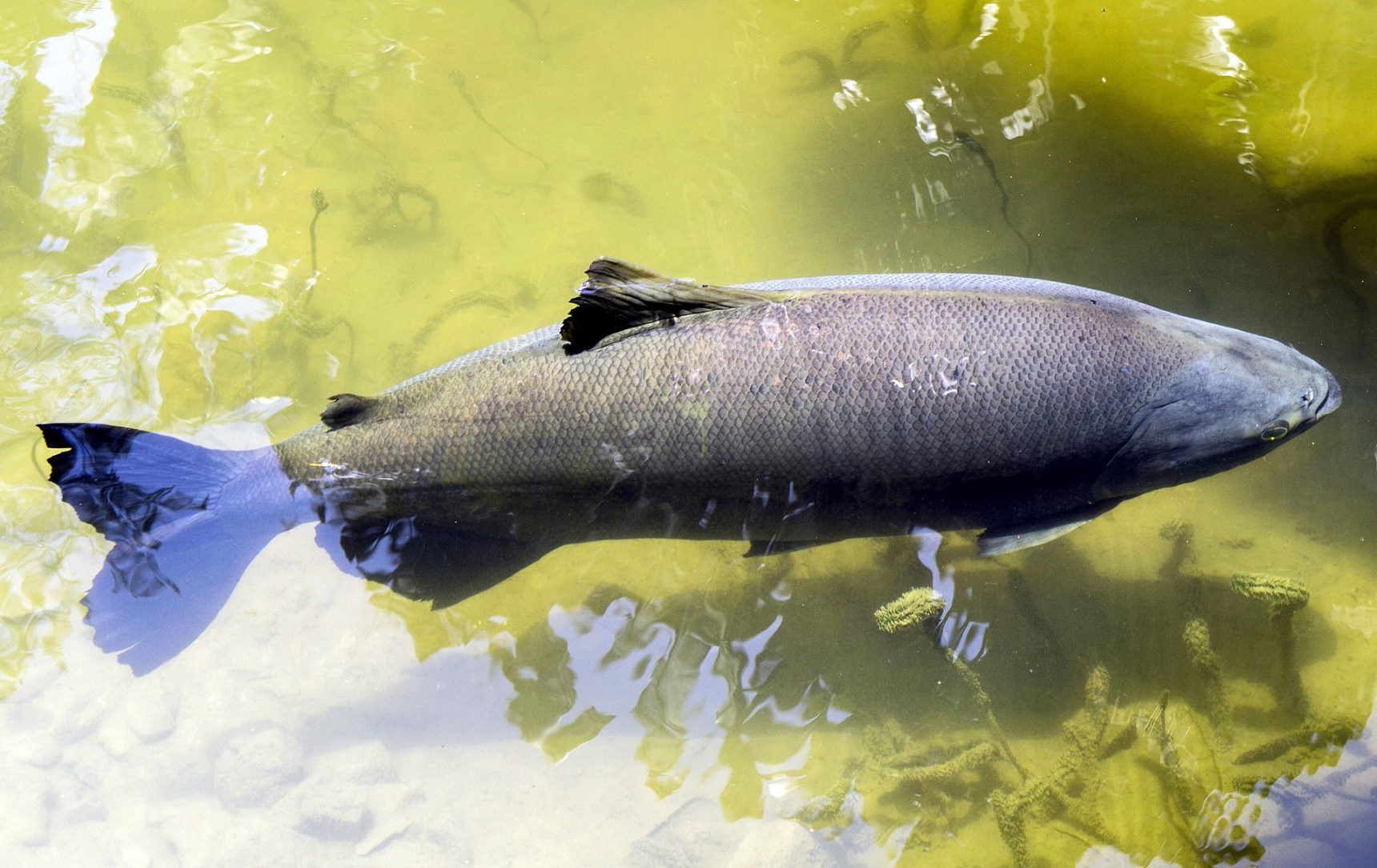 Estudo descobriu mutações no tambaqui, um dos peixes mais consumidos do Brasil: pesquisa começou no Amazonas e pesquisador voltou para o Amazonas (Foto: Ponciano/Pixabay)