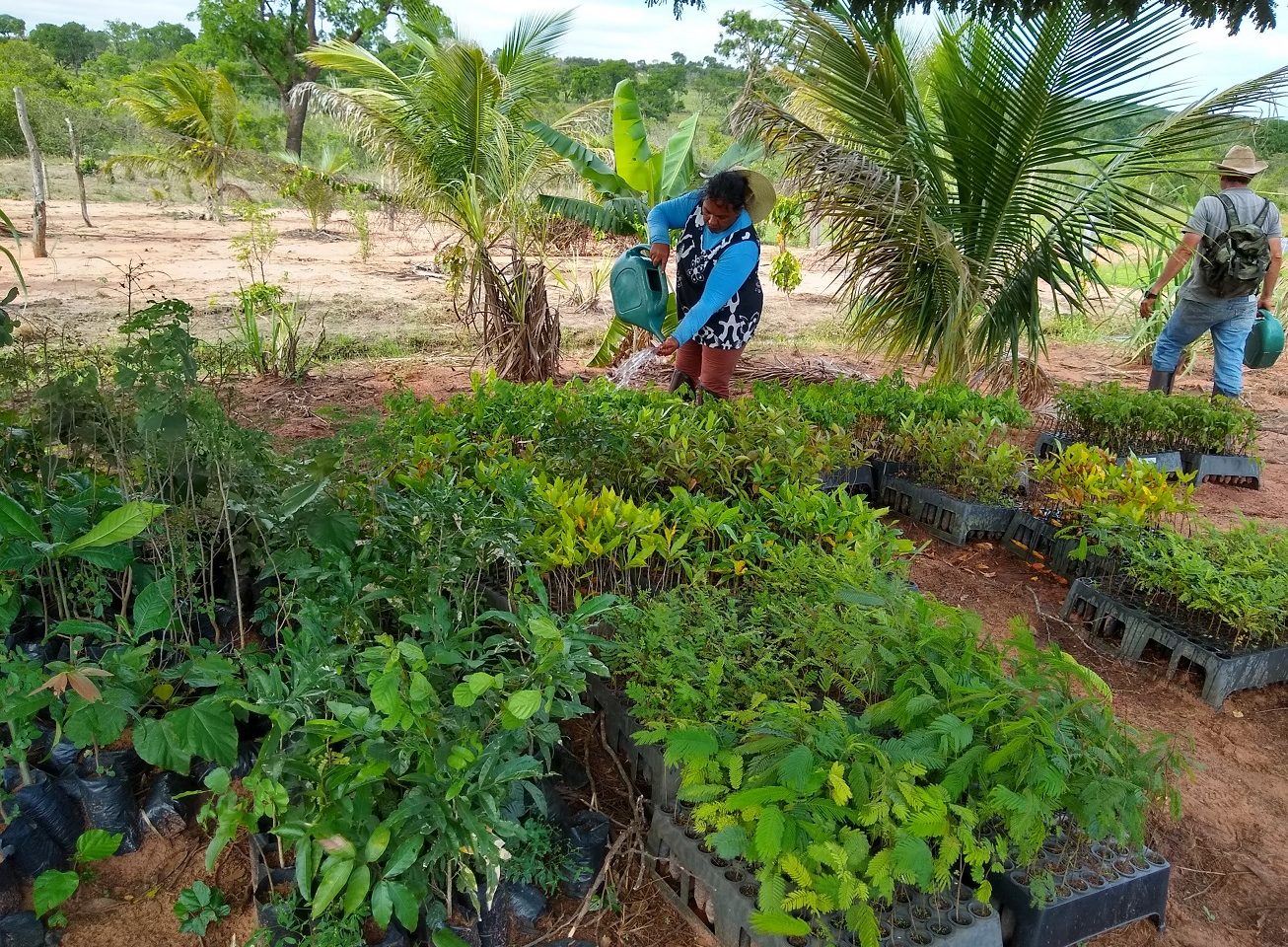 Canteiro de mudas para a recuperação de vegetação nativa em Guariroba, no Mato Grosso do Sul. Foto Maria Luciana Zequim