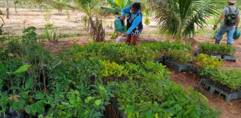 Canteiro de mudas para a recuperação de vegetação nativa em Guariroba, no Mato Grosso do Sul. Foto Maria Luciana Zequim