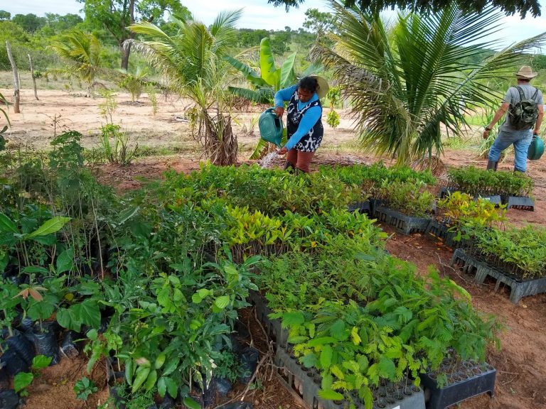 Canteiro de mudas para a recuperação de vegetação nativa em Guariroba, no Mato Grosso do Sul. Foto Maria Luciana Zequim