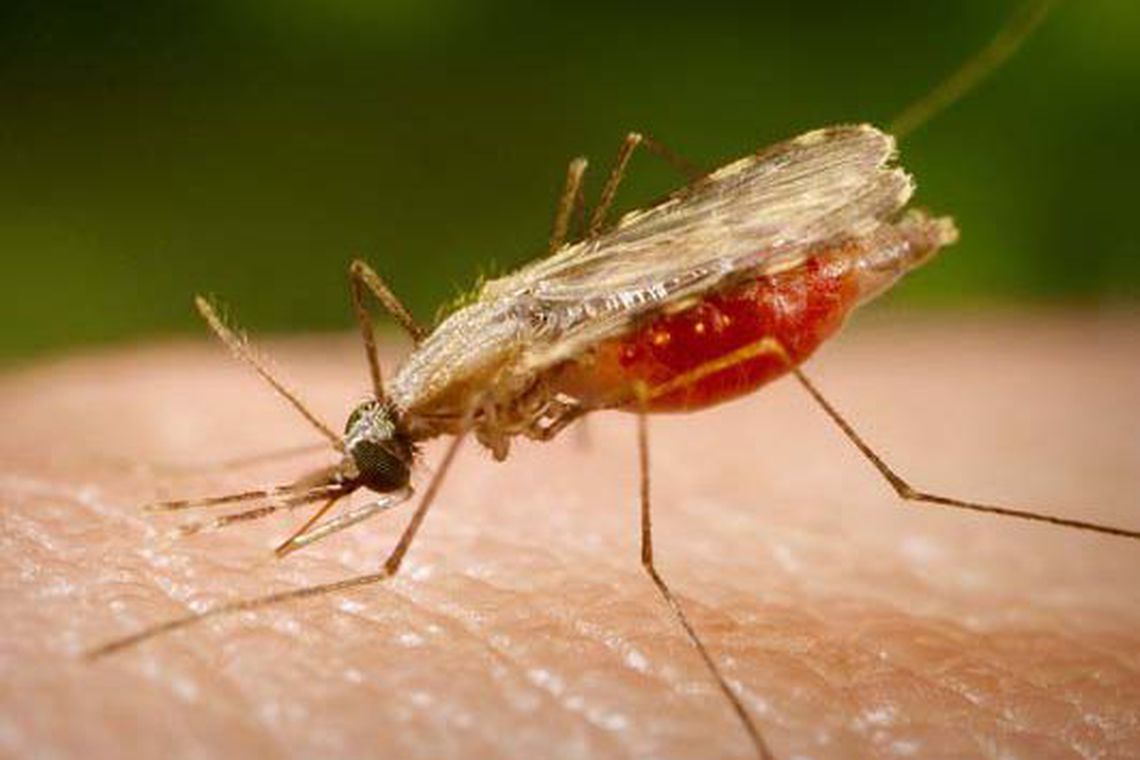O mosquito Anopheles, transmissor da malária, doença na mãe pode causar microcefalia e problemas neurológicos no filho (Foto: Agência Brasil)