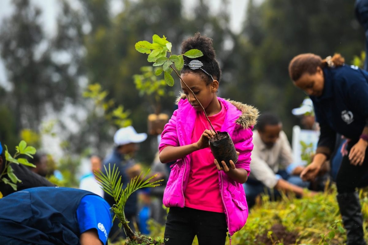 Jovem de Adis Abeba no mutirão que plantou 250 milhões em um dia na Etiópia: plantio de mais um trilhão de árvores no planeta poderiam compensar emissões de gás carbono (Foto: Michael Twelde/AFP)