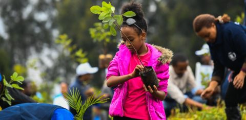 Jovem de Adis Abeba no mutirão que plantou 250 milhões em um dia na Etiópia: plantio de mais um trilhão de árvores no planeta poderiam compensar emissões de gás carbono (Foto: Michael Twelde/AFP)