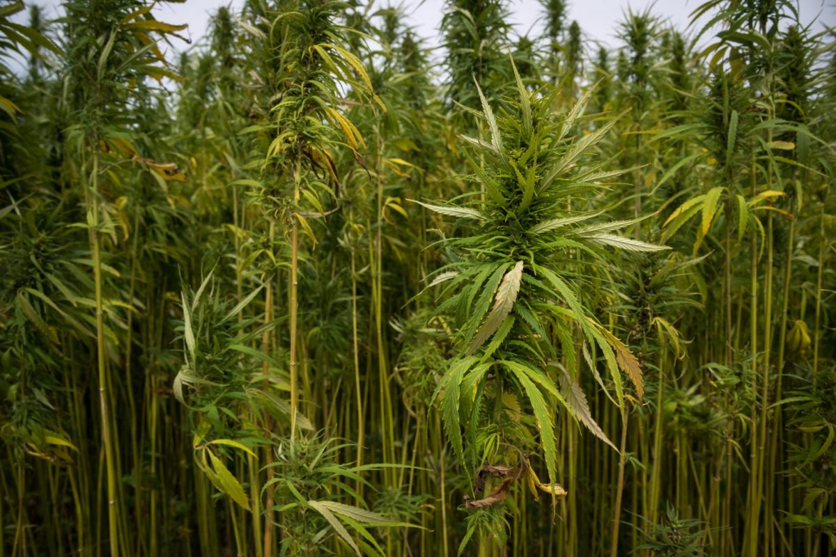 Plantação de cânhamo, espécie de cannabis, que vem sendo cada vez mais usada na indústria da moda e é ambientalmente mais sustentável do que o algodão (Foto: Julien Mattia/NurPhoto/AFP)