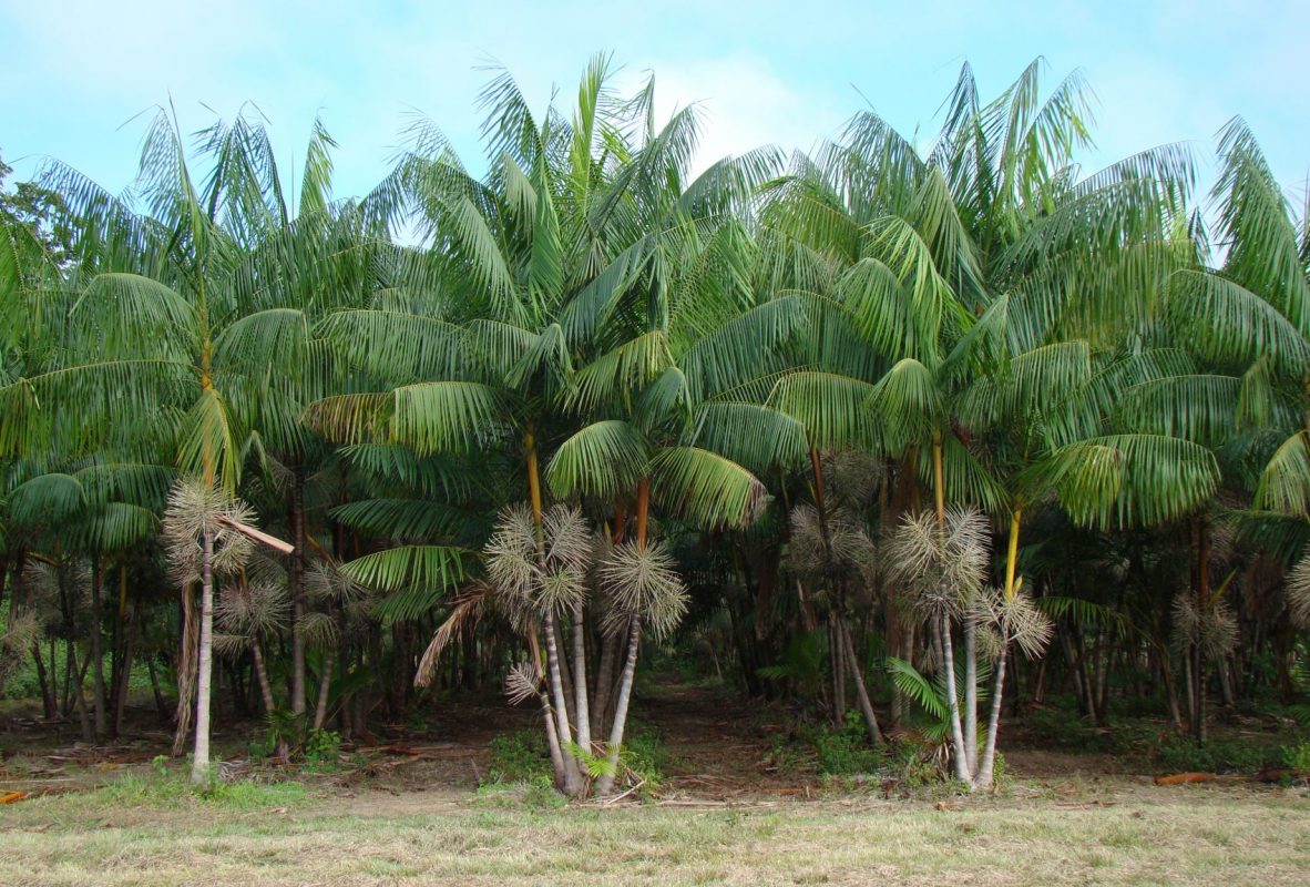 Plantação de açaí, típica da Amazônia, apoiada pela Embrapa: exemplo de boa convivência com a flores (Foto: José Edmar de Carvalho/Embrapa)