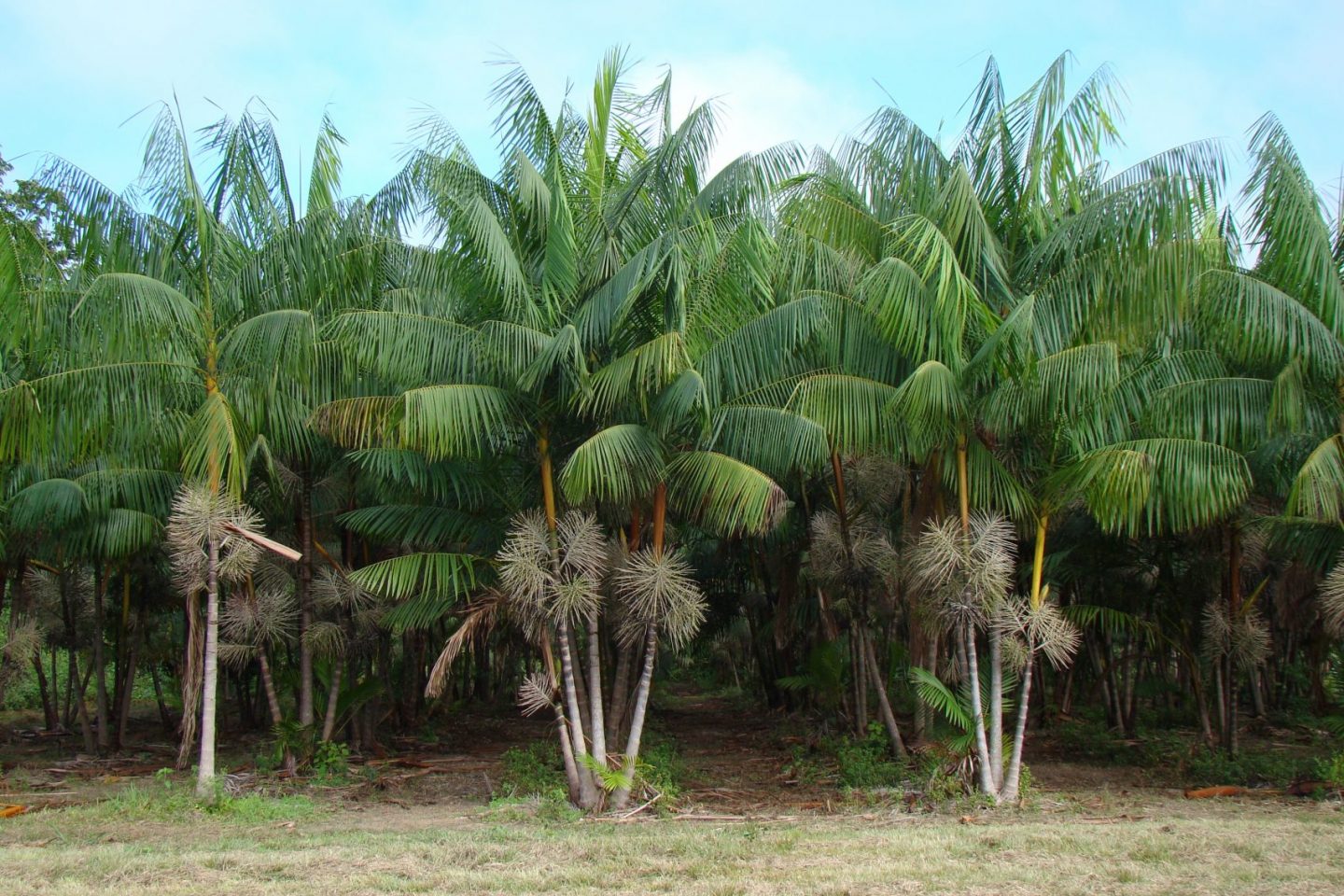 Plantação de açaí, típica da Amazônia, apoiada pela Embrapa: exemplo de boa convivência com a flores (Foto: José Edmar de Carvalho/Embrapa)