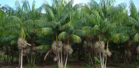 Plantação de açaí, típica da Amazônia, apoiada pela Embrapa: exemplo de boa convivência com a flores (Foto: José Edmar de Carvalho/Embrapa)