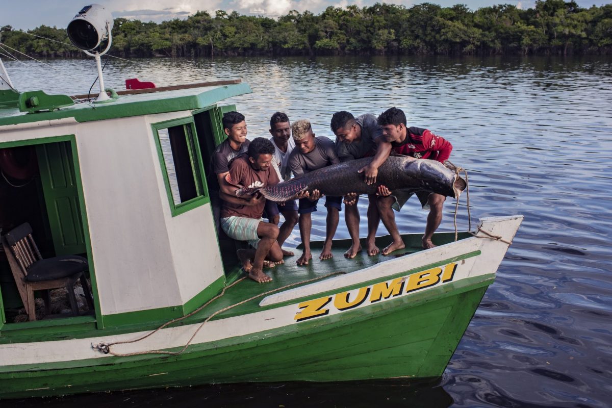 Pesca de pirarucu no sul do Amazonas: projeto Gosto da Amazônia levou chefs de cozinha do Rio de Janeiro até a Terra Indígena Paumari, para conhecer o manejo sustentável do pirarucu e seus impactos econômicos, sociais e ambientais na região (Foto: Marizilda Cruppe)