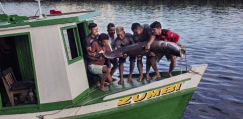Pesca de pirarucu no sul do Amazonas: projeto Gosto da Amazônia levou chefs de cozinha do Rio de Janeiro até a Terra Indígena Paumari, para conhecer o manejo sustentável do pirarucu e seus impactos econômicos, sociais e ambientais na região (Foto: Marizilda Cruppe)