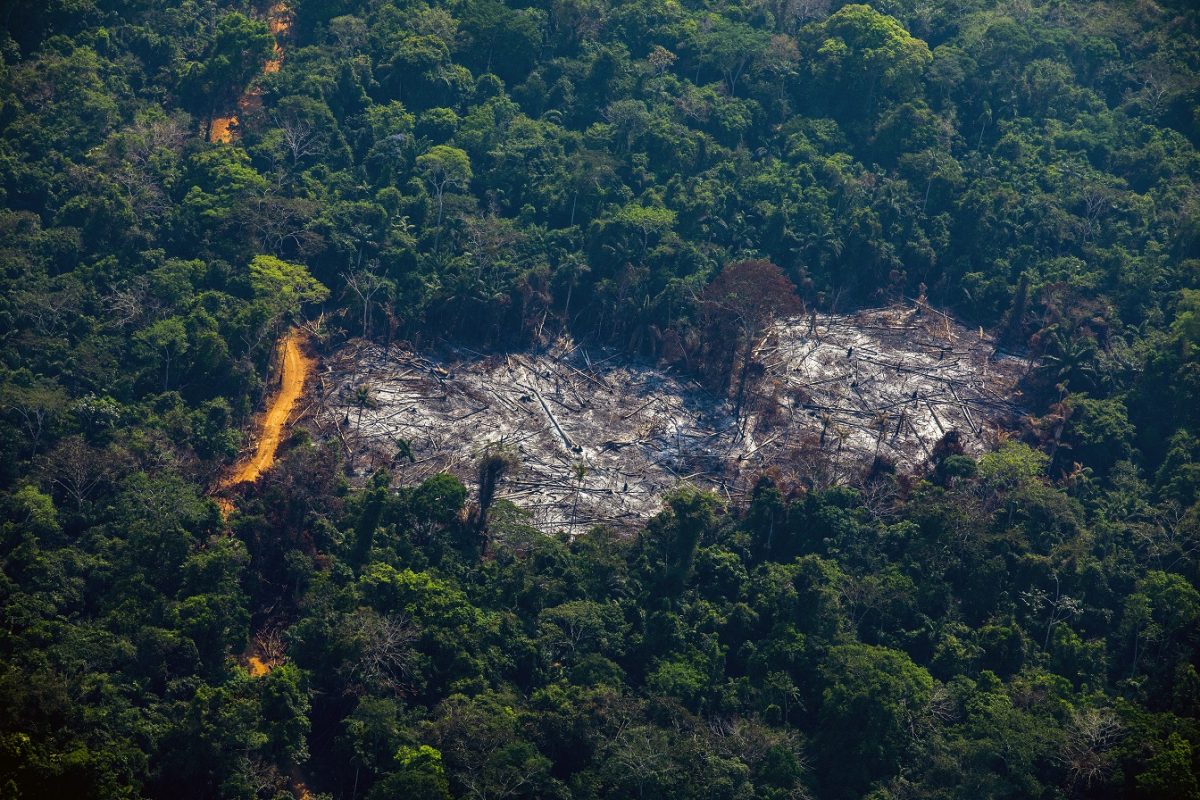 Vista aérea do desmatamento da Amazônia na região de Altamira, no Pará. Foto João Laet/AFP
