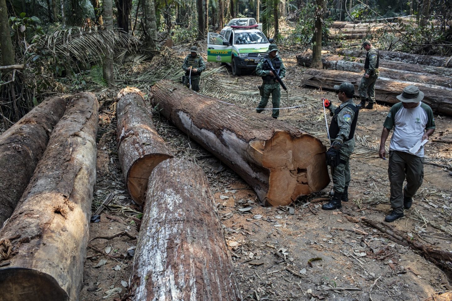 Funai e Polícia Ambiental de Roraima fazem a maior apreensão de madeira do ano na Terra Indígena Uru-Eu-Wau-Wau. Foto Marizilda Cruppe