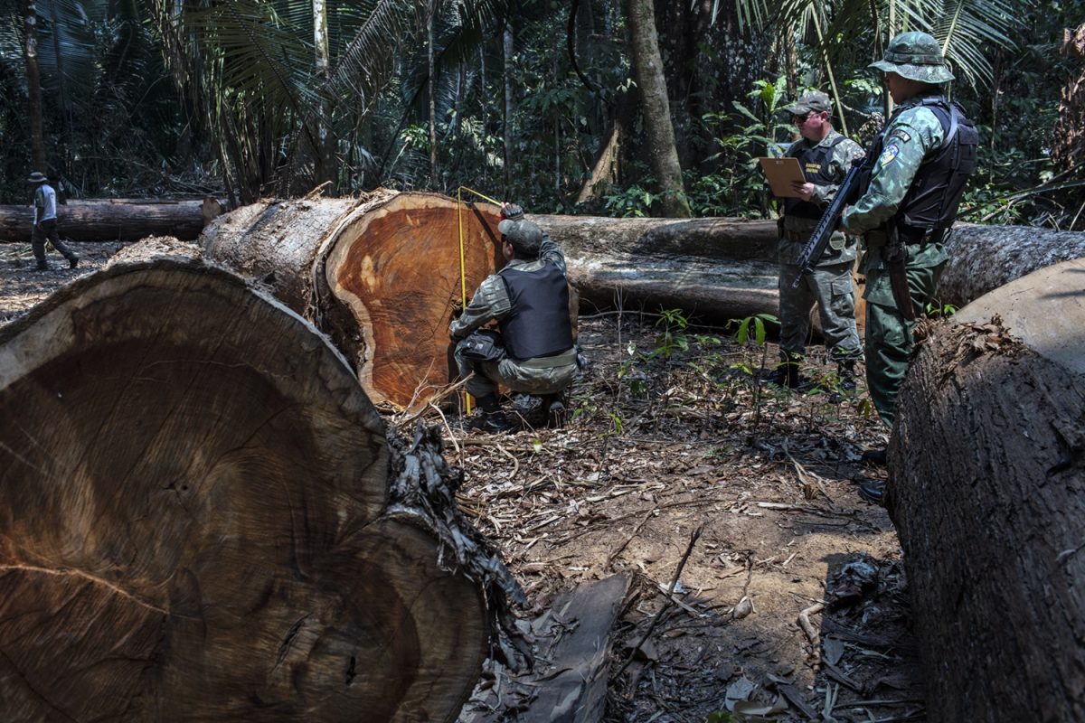 Funai e Polícia Ambiental de Rondônia fazem a maior apreensão de madeira do ano na Terra Indígena Uru-Eu-Wau-Wau. Foto Marizilda Cruppe