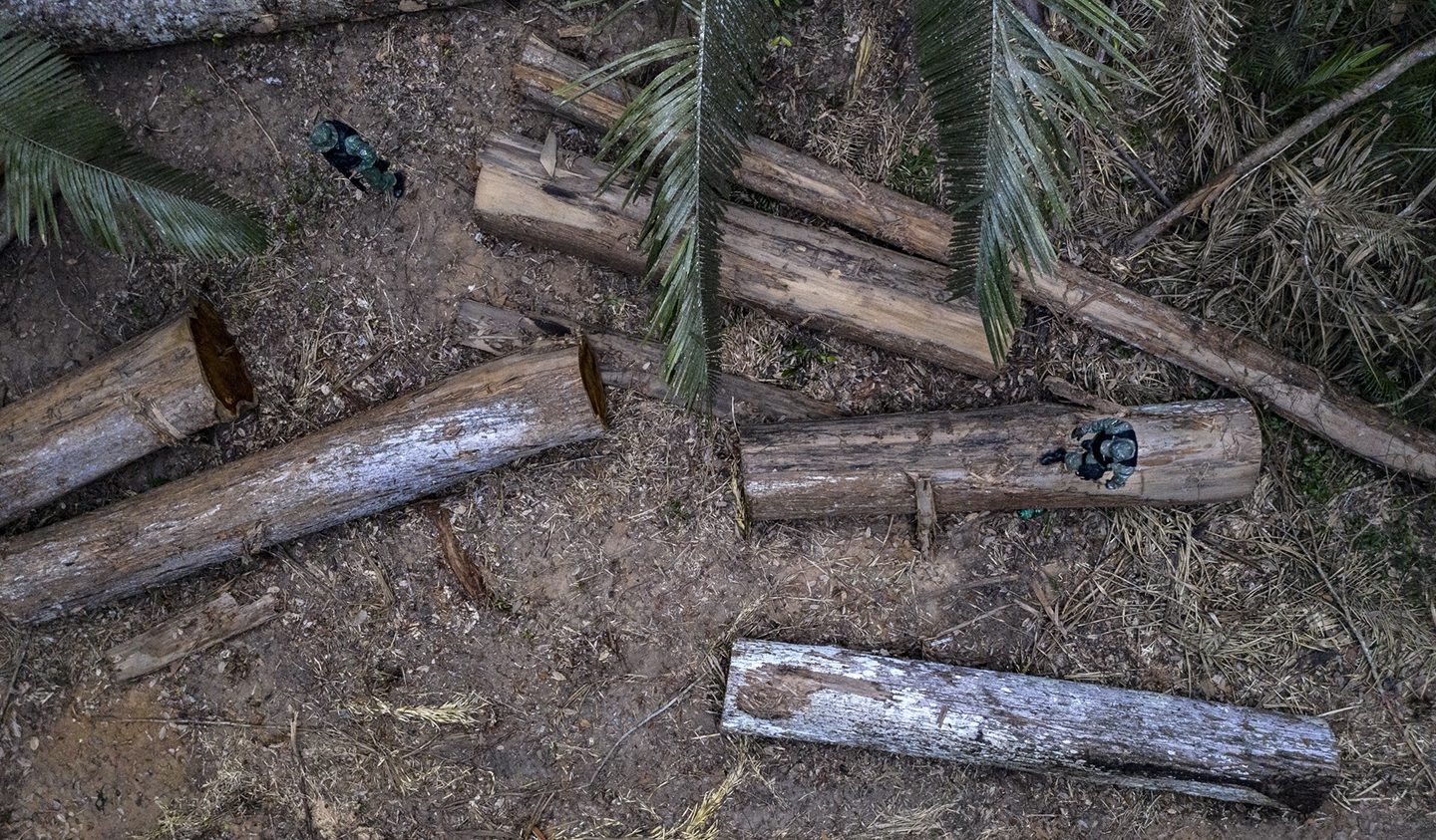As 110 toras estavam divididas em seis esplanadas. Os madeireiros abriram 6 km de trilhas dentro da mata. Foto Marizilda Cruppe