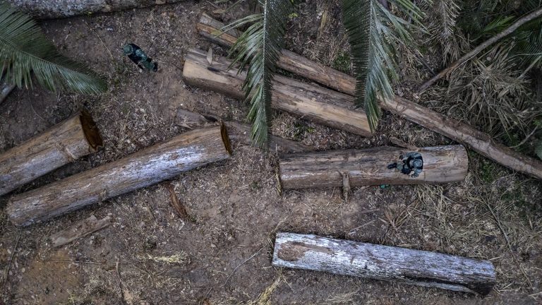 As 110 toras estavam divididas em seis esplanadas. Os madeireiros abriram 6 km de trilhas dentro da mata. Foto Marizilda Cruppe