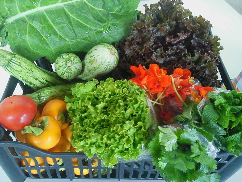 Cesta com oito tipos de alimentos, todos livres de agrotóxicos, por R$ 35: preço 40% mais barato que nos mercados convencionais (Foto: Divulgação/UFABC)